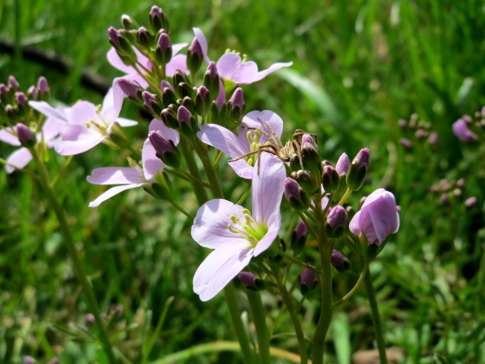 20150410Cardamine_pratensis1
