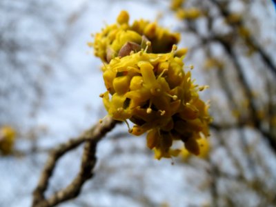 20150307Cornus_mas2