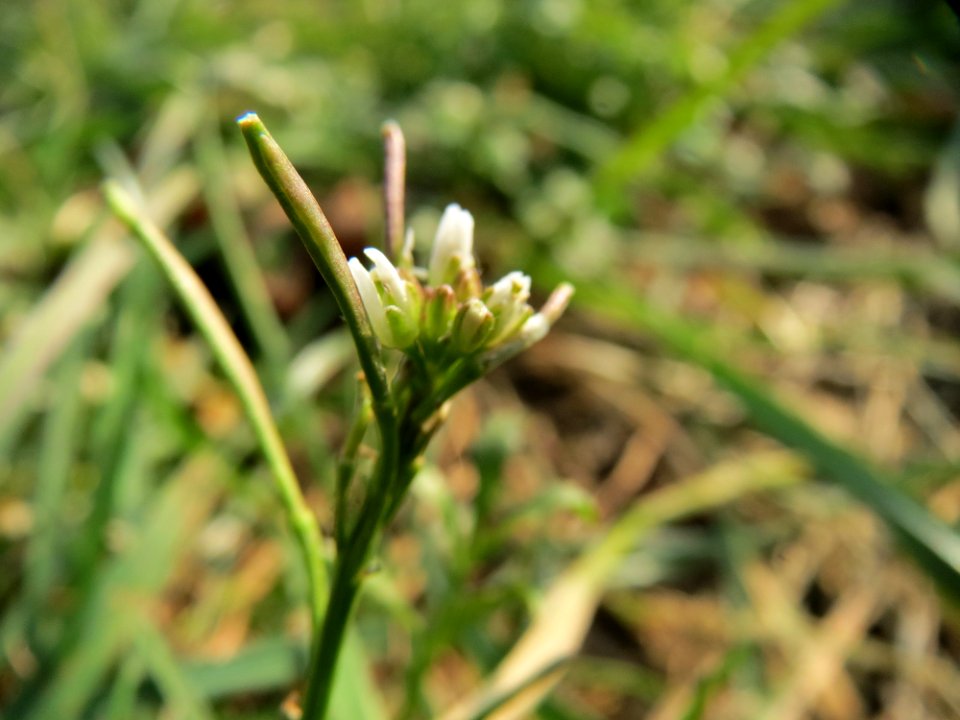 20150211Cardamine_hirsuta2