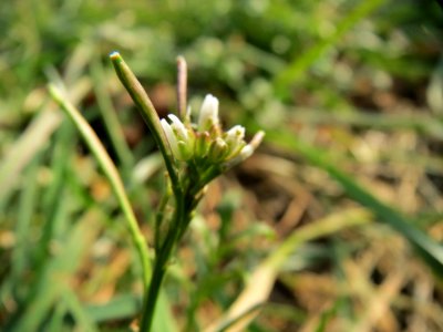 20150211Cardamine_hirsuta2