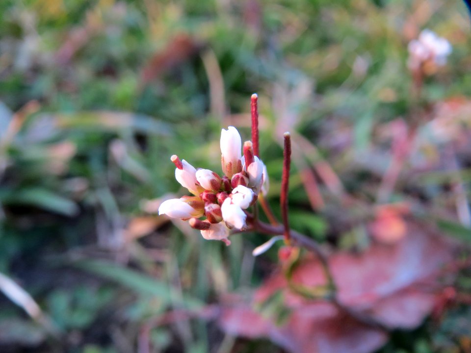 20150315Cardamine_hirsuta2
