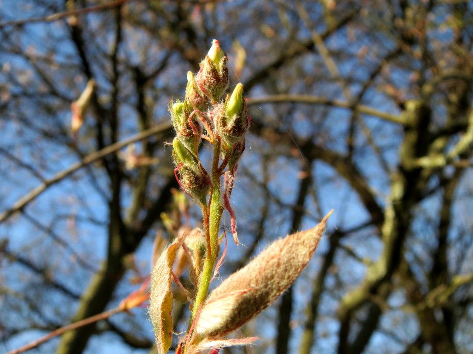 20150410Amelanchier_lamarckii2