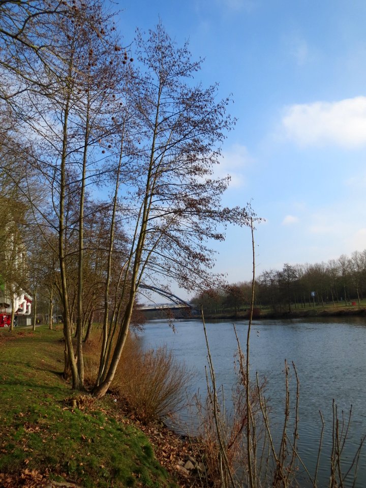 20150211Alnus_glutinosa