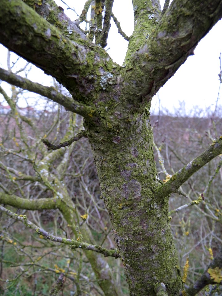 20150204Prunus_spinosa2
