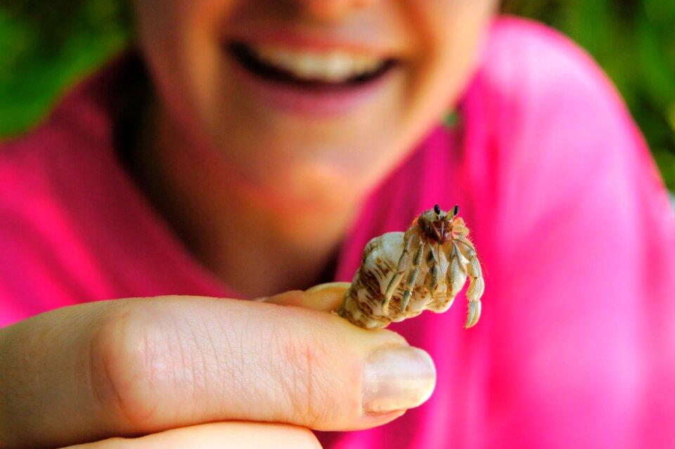 Crab sea animals hermit crab