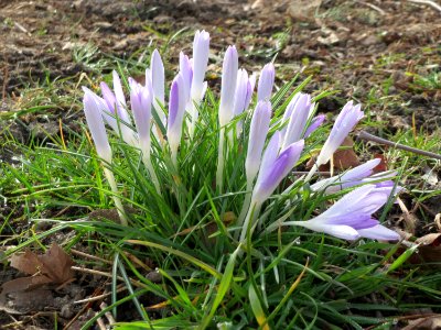 20150307Crocus_tommasinianus1
