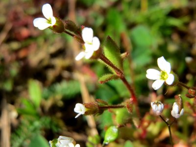 20150410Saxifraga_tridactylites1