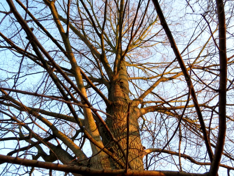 20150206Ulmus_minor3