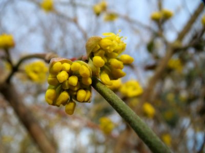 20150307Cornus_mas3