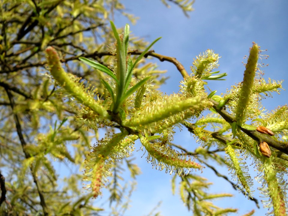 20150410Salix_alba