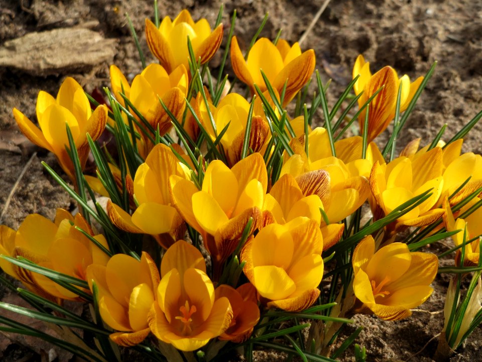 20150307Crocus_chrysanthus2