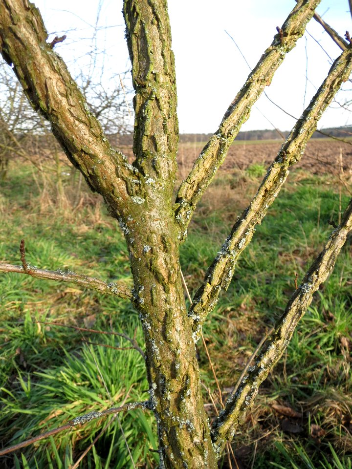 20150203Ulmus_minor10