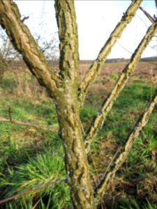 20150203Ulmus_minor10