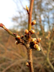 20150307Prunus_cerasifera