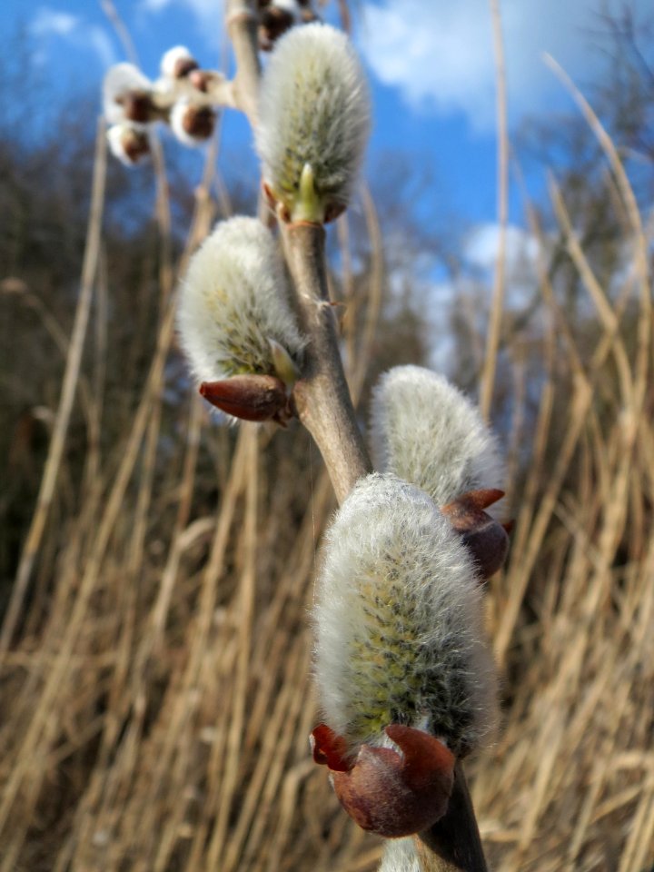 20150312Salix_caprea1