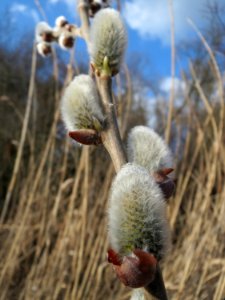 20150312Salix_caprea1
