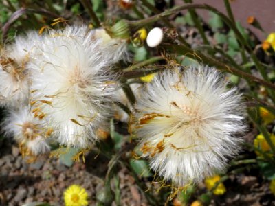 20150410Tussilago_farfara1