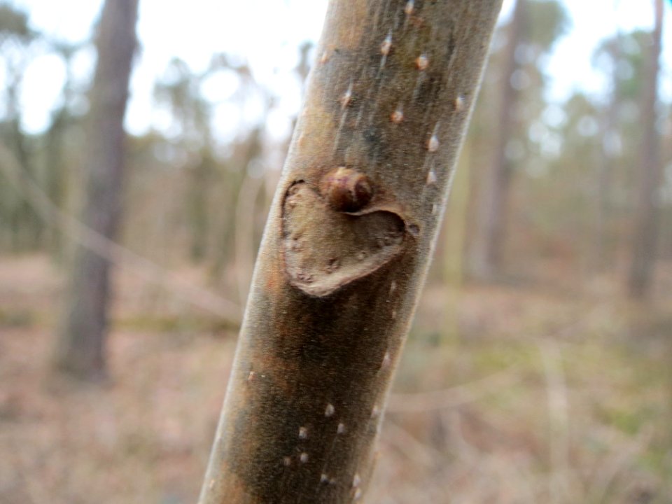 20150308Ailanthus_altissima1