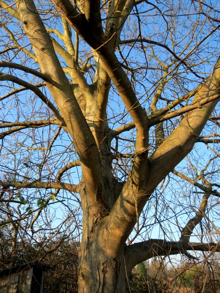 20150214Juglans_regia2