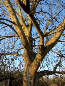 20150214Juglans_regia2