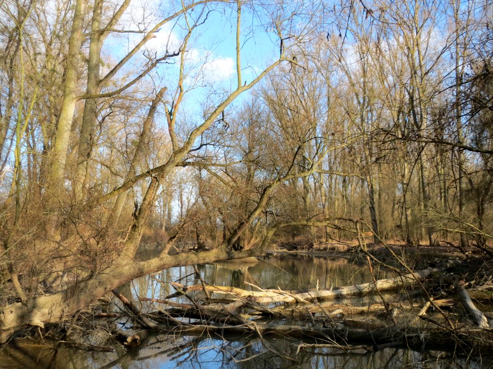 20150312Rheinwald_Altlussheim5