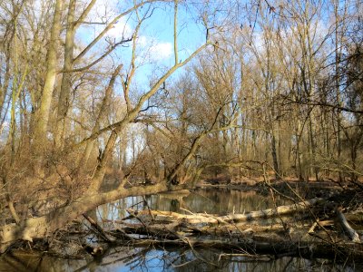 20150312Rheinwald_Altlussheim5