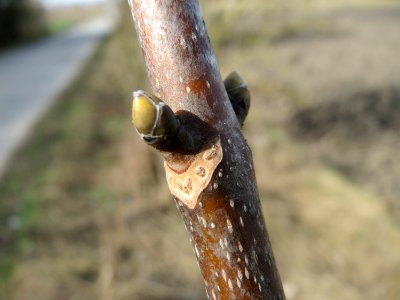 20150308Acer_pseudoplatanus2