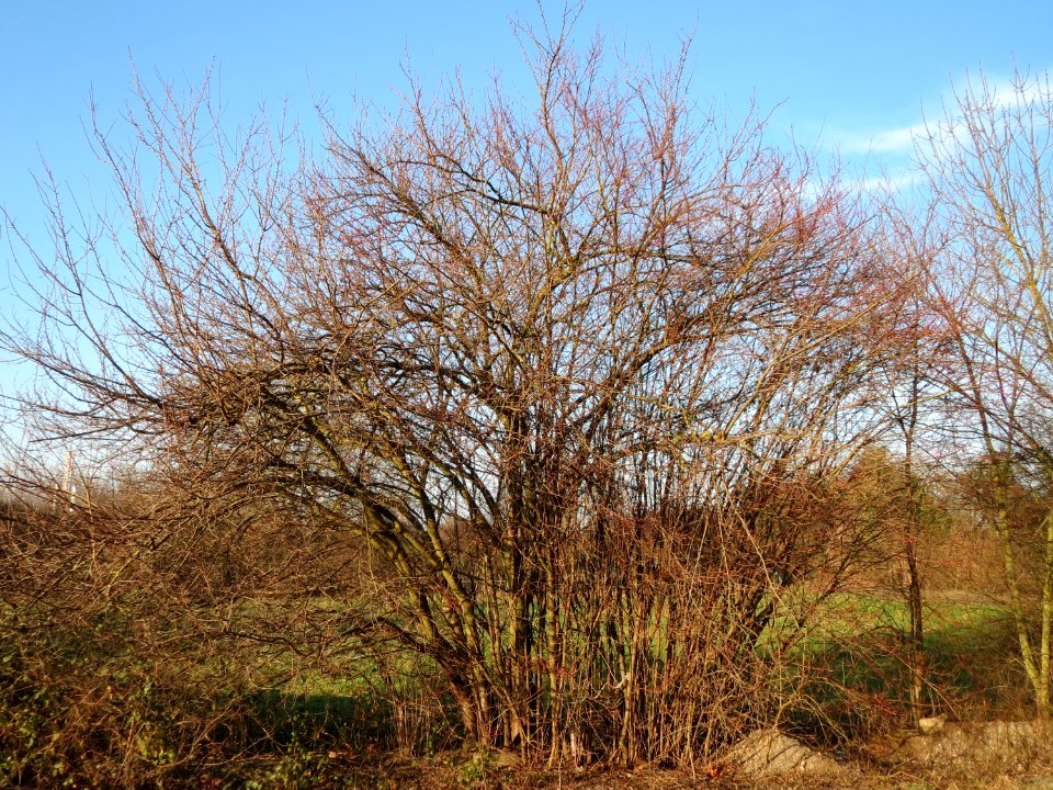 20150214Prunus_cerasifera1