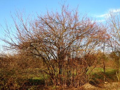 20150214Prunus_cerasifera1 photo