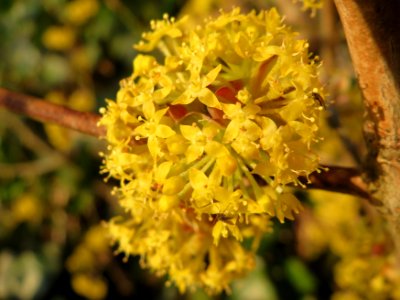 20150312Cornus_mas4