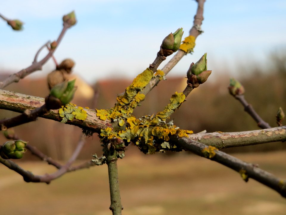 20150307Euonymus_europaeus1