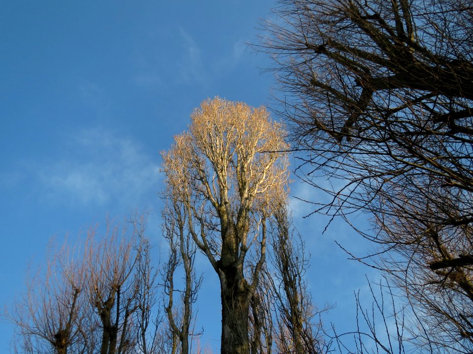 20150214Polulus_und_Salix2