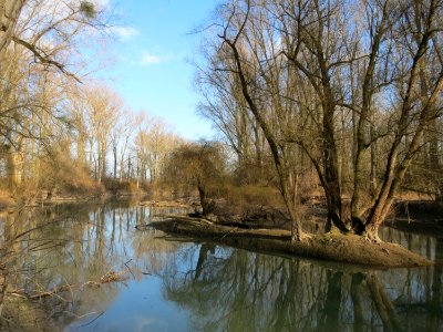 20150312Rheinwald_Altlussheim7