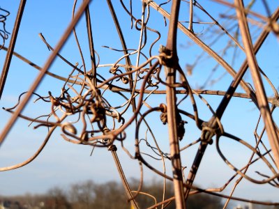 20150220Clematis_vitalba4