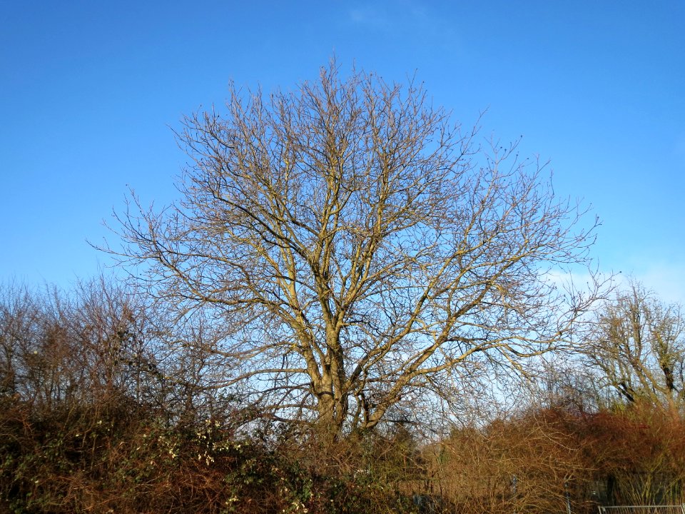 20150214Juglans_regia1