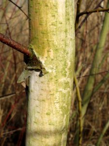 20150309Betula_pubescens7