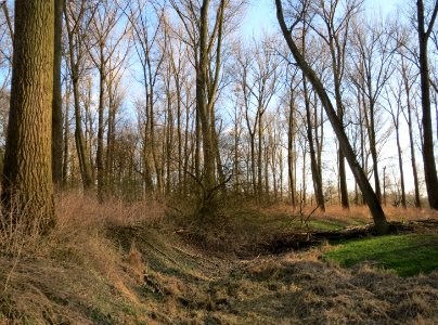 20150312Populus_x_canadensis1
