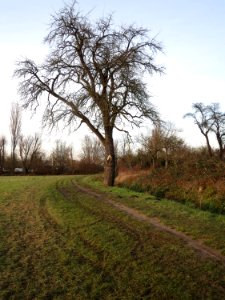 20150203Birne_Hockenheim
