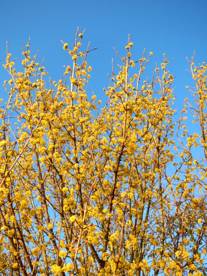 20150312Cornus_mas2