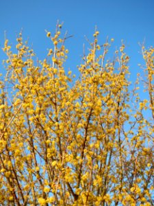 20150312Cornus_mas2