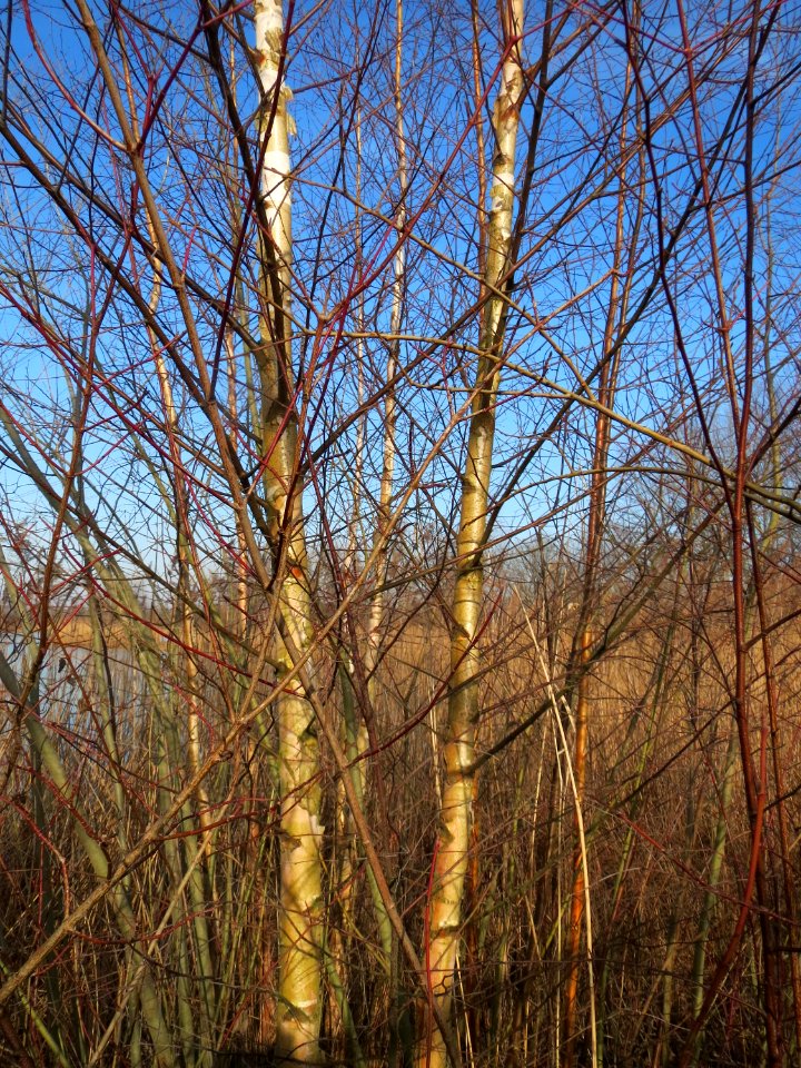 20150309Betula_pubescens5
