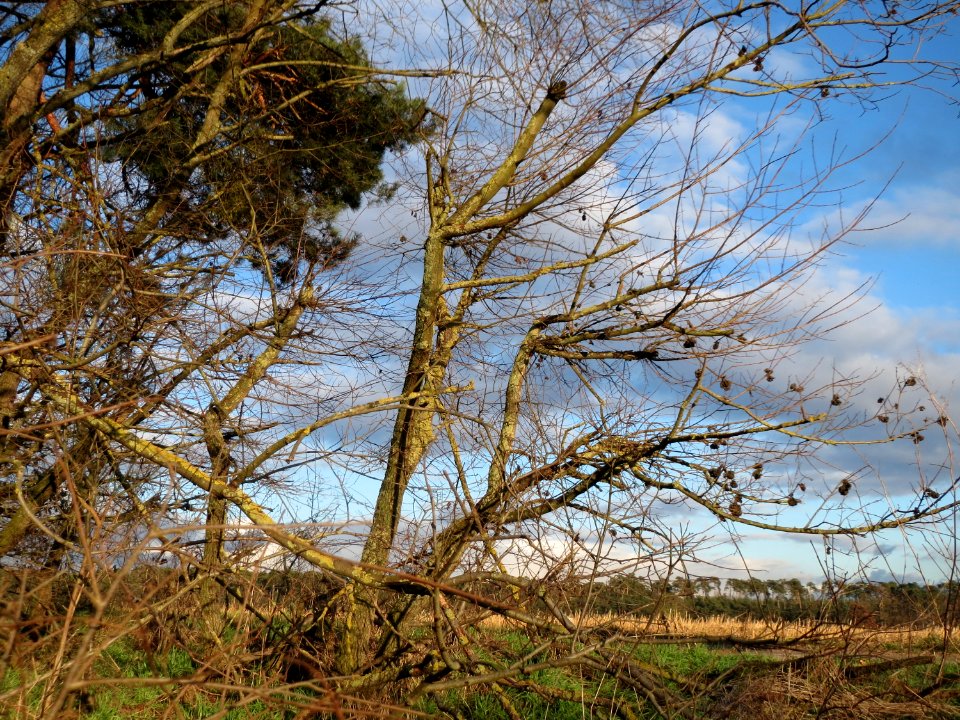 20150202Ulmus_minor2