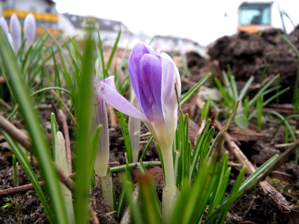 20150217Crocus_tommasinianus3