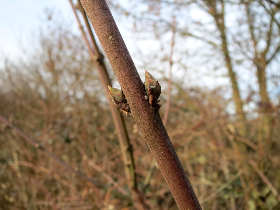20150307Euonymus_europaeus2