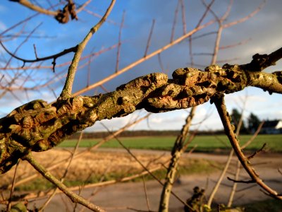 20150202Ulmus_minor6