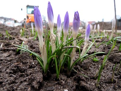 20150217Crocus_tommasinianus4