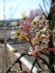 20150414Amelanchier_lamarckii1 photo