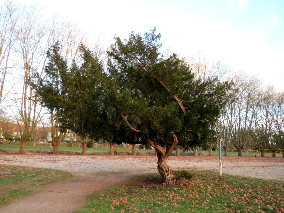 20150208Taxus_baccata1