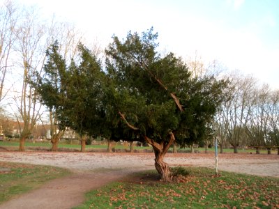 20150208Taxus_baccata1
