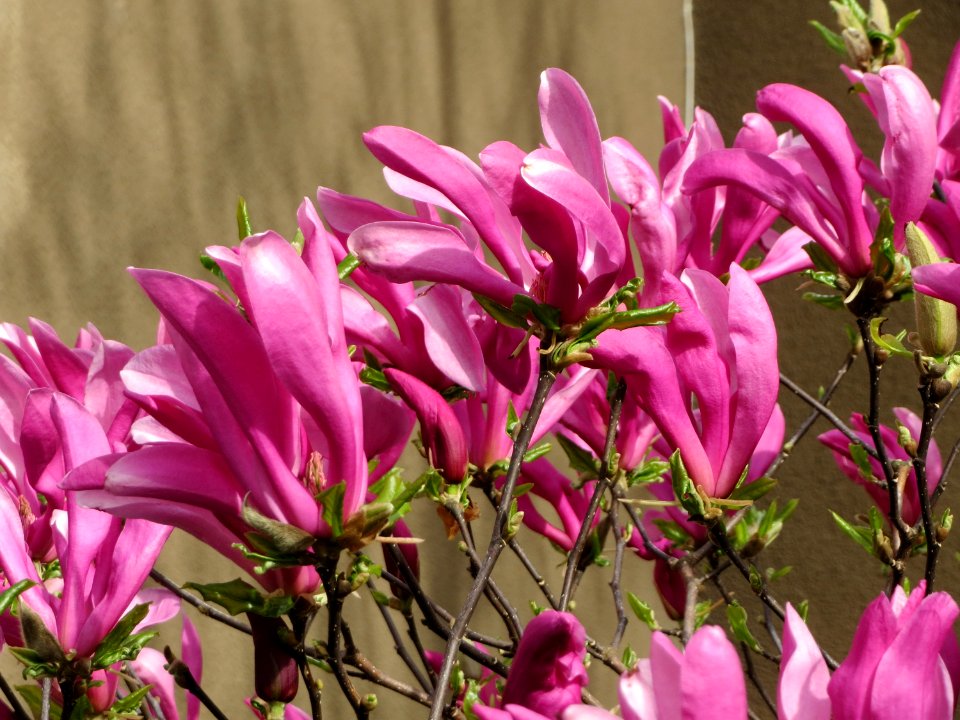 20150413Magnolia_x_soulangeana6